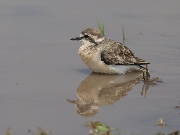 <h3><a href="/trips/tanzania/biota/animalia/chordata/aves/024 charadriiformes/009 charadriidae/charadrius pecuarius/charadrius pecuarius-nl.html">Charadrius&nbsp;pecuarius</a> / Kittlitz's&nbsp;plover / Herdersplevier</h3>OM-1 Mark II met OLYMPUS M.150-400mm F4.5, 1/2000 sec  bij F4.5, ISO 200, afstand 8.94&nbsp;m